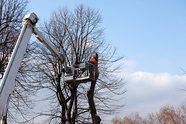 Best Emergency Tree Removal  in Samsula Spruce Creek, FL